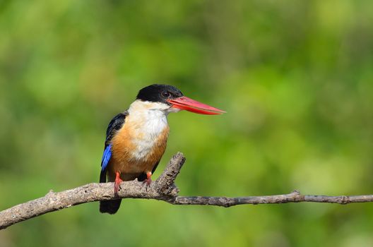 Bird (Black-capped Kingfisher Halcyon pileata) purple-blue wings and back black head and shoulders white neck collar and throat and rufous underparts perched on a tree in the forest.