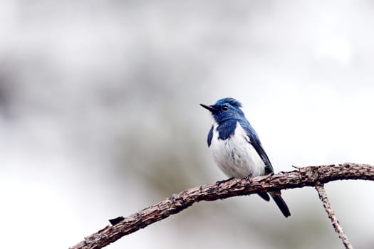 A beautiful bird in the wild Asia. White-browed blue flycatcher or Ultramarine flycatcher (Ficedula superciliaris) the beautiful blue bird perching on the curve stick isolated .
