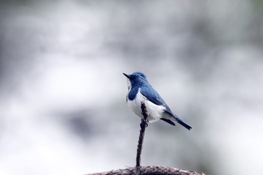 A beautiful bird in the wild Asia.White-browed blue flycatcher or Ultramarine flycatcher (Ficedula superciliaris) the beautiful blue bird perching on the curve stick isolated .