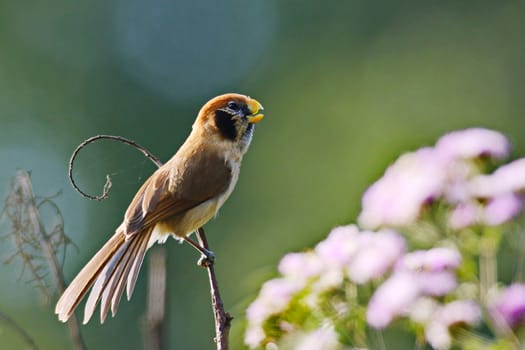 Beautiful parrotbill bird Black-eared Parrotbill (Suthora beaulieui) in Phu Luang Wildlife Sanctuary Thailand