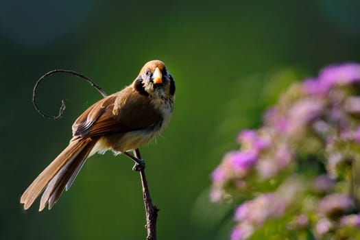 Beautiful parrotbill bird Black-eared Parrotbill (Suthora beaulieui) in Phu Luang Wildlife Sanctuary Thailand