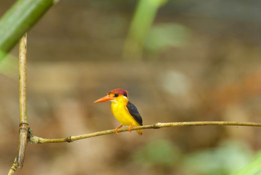 Bird colorful beautiful black-backed Kingfisher (Ceyx erithacus) in forest