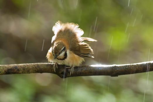 A beautiful bird in the wild Asia.In the rain.