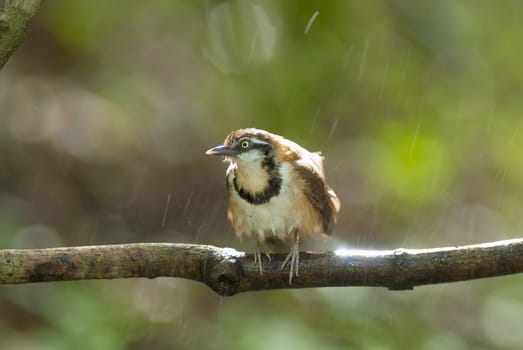 A beautiful bird in the wild Asia.In the rain.