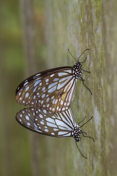 Two butterfly breeding on the leaves in nature.