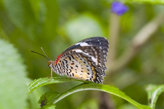 Monarch butterfly on a leaf in the forest.