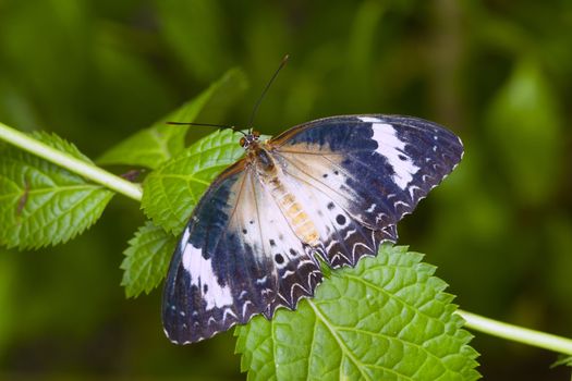 Monarch butterfly on a leaf in the forest.