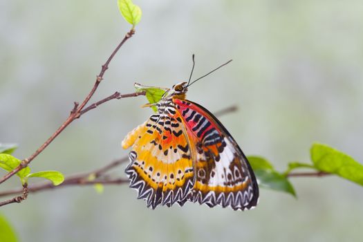 Monarch butterfly on a leaf in the forest.