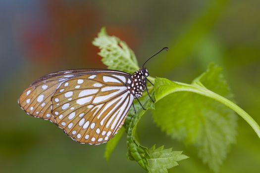 Monarch butterfly on a leaf in the forest.