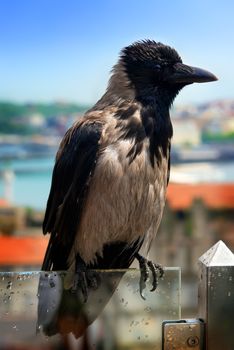 Gray crow, wet after rain, sitting on a glass guardrail in Istanbul