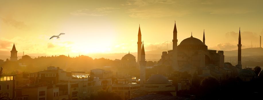 Seagull over Hagia Sophia in Istanbul at sunrise, Turkey