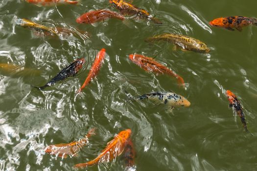 a group of beautiful koi carp fish are swimming in the natural clear pond.
