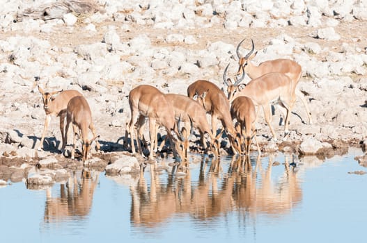 A herd of impalas (Aepyceros melampus) drinking water at a waterhole in Northern Namibia