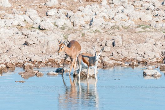 A young impala ram (Aepyceros melampus) and a young springbok (Antidorcas marsupialis) in a waterhole in Northern Namibia