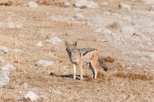 A black-backed jackal (Canis mesomelas), in elephant dung in Northern Namibia