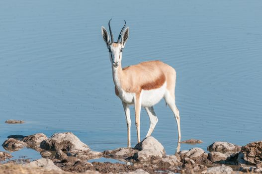 A springbok (Antidorcas marsupialis) in a waterhole in Northern Namibia