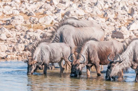 Blue wildebeest, Connochaetes taurinus, also called a white-bearded wildebeest or brindled gnu, drinking water at a waterhole in Northern Namibia