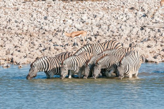 Burchells zebras, Equus quagga burchellii, drinking water at a waterhole in Northern Namibia