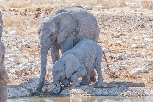 An African elephant mother and calf, Loxodonta africana, drinking water at a waterhole in Northern Namibia