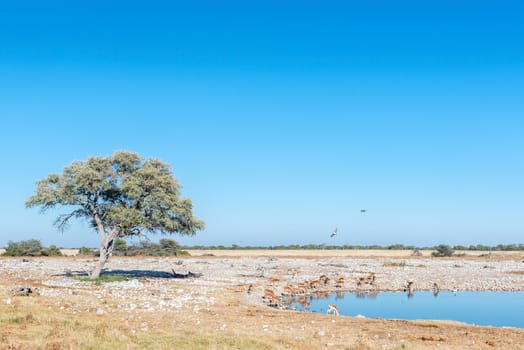 A herd of impalas (Aepyceros melampus) and a springbok drinking water at a waterhole in Northern Namibia