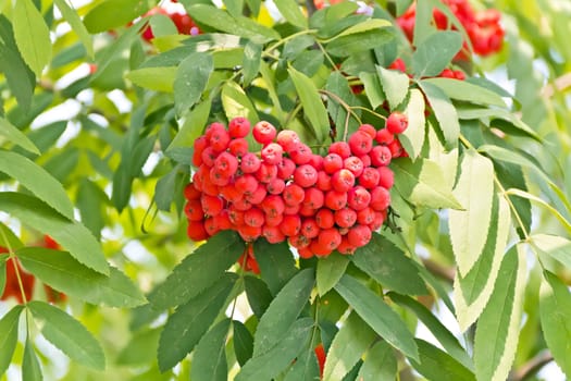 Red ripe rowanberry branch in summer day