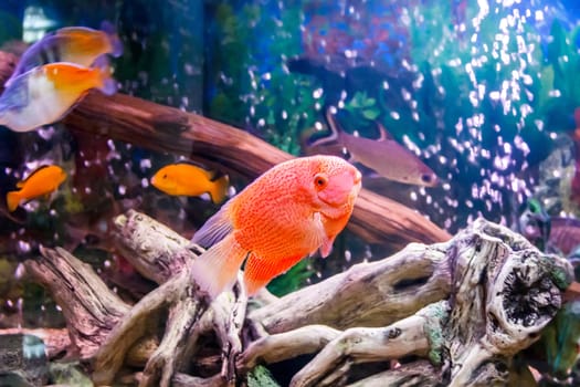 Photo of fish cichlasoma severum red pearl in aquarium and other fish