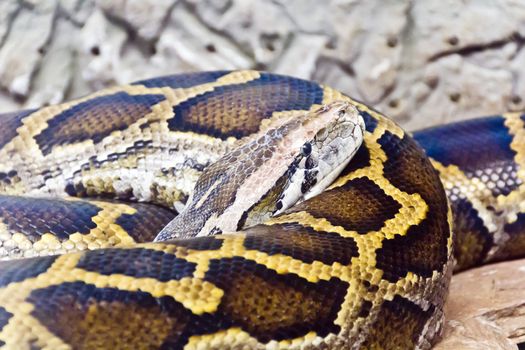 Photo of snake python in the midst of stones