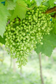 young branches of grapes on nature