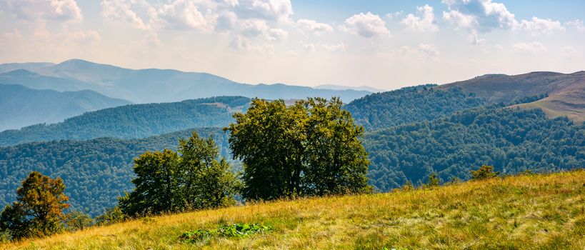 beautiful panorama of Carpathian mountains in early autumn weather. few beech tree tops behind the grassy slope of a ridge under sky with clouds