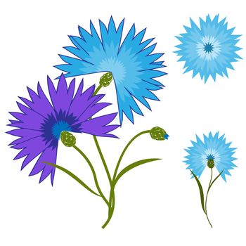 Blue flower cornflower isolated on white background. Cartoon centaurea cyanus