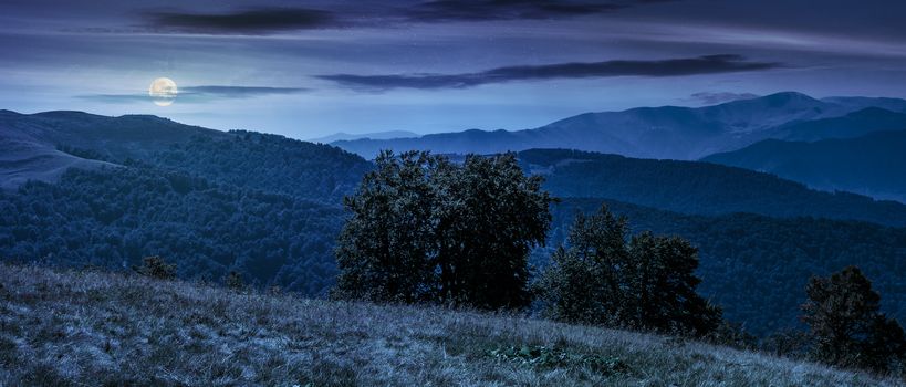 beautiful panorama of Carpathian mountains in early autumn weather. few beech tree tops behind the grassy slope of a ridge under sky with clouds at night in full moon light