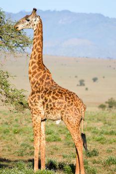 Isolated Giraffe Occupy Eating Leaves in West Tsavo Park in Kenya