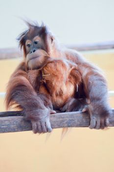 Young Monkey Orang-Outang on a branch in a wildlife park