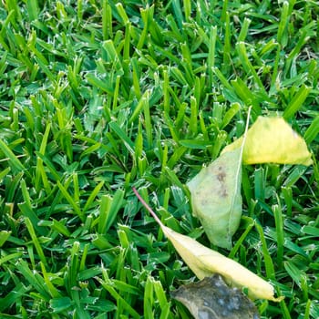 Autumn tree leaf on a green grass