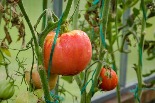 The tomatoes are ripe, big, juicy grown in greenhouses