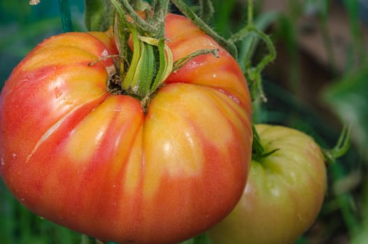 The tomatoes are ripe, big, juicy grown in greenhouses