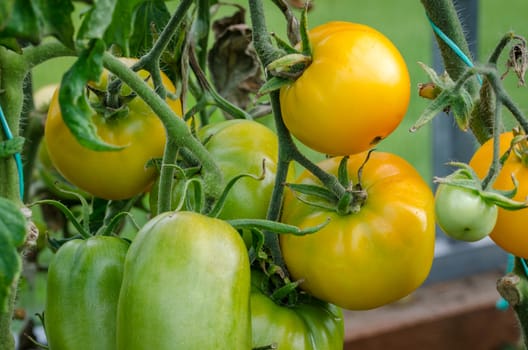 The tomatoes are ripe, big, juicy grown in greenhouses
