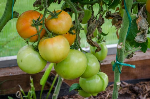 The tomatoes are ripe, big, juicy grown in greenhouses
