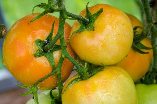 The tomatoes are ripe, big, juicy grown in greenhouses