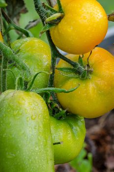 The tomatoes are ripe, big, juicy grown in greenhouses