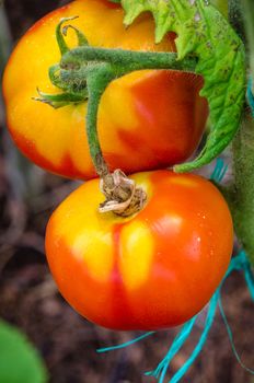 The tomatoes are ripe, big, juicy grown in greenhouses