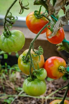 The tomatoes are ripe, big, juicy grown in greenhouses