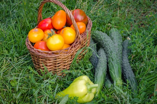 The harvest is ripe, fresh vegetables collected in late summer