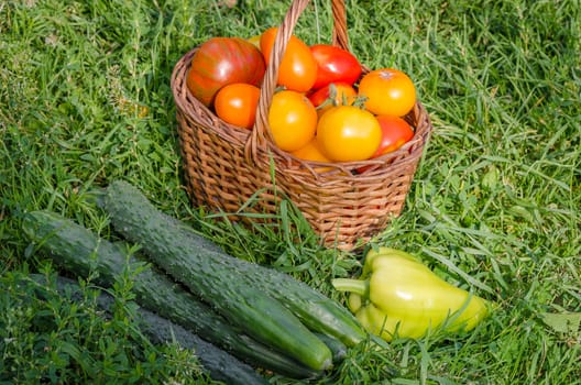 The harvest is ripe, fresh vegetables collected in late summer