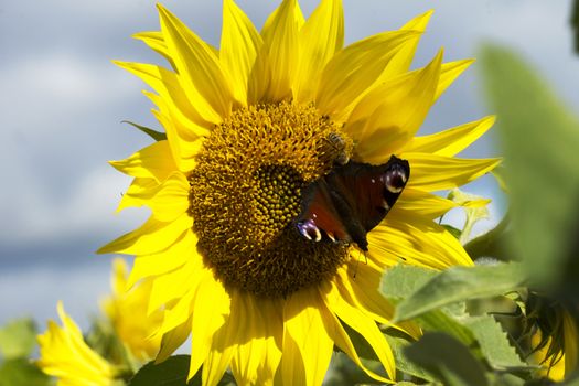 Beautiful sunflower with a butterfly