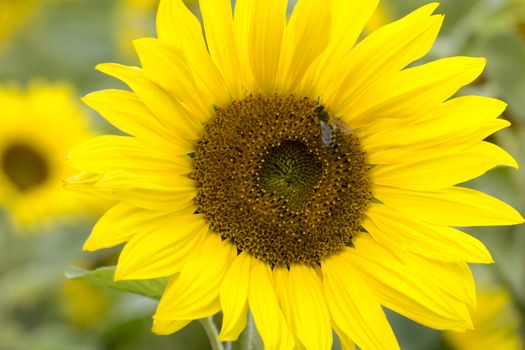 Beautiful sunflower with a bee