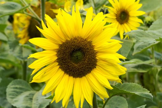 Amazing beauty of sunflower field with bright sunlight on flower