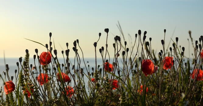 Red poppies on the shore of the sea in the moorning