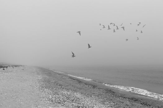 Seagulls in a fog at sea shore