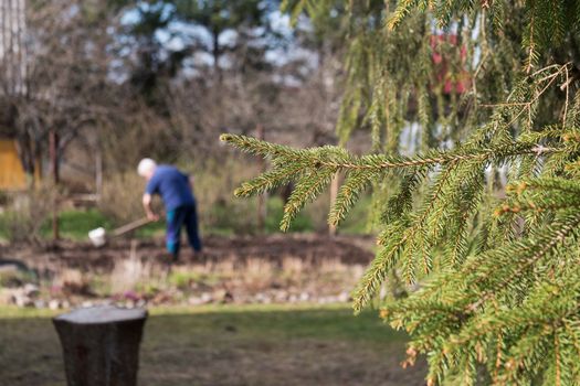 Close up of spruce branch and cottager digging the plot in the background. Summer vacation in the country, village, countryside, hamlet, dacha.